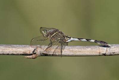 Slender Skimmer / Slanke oeverlibel