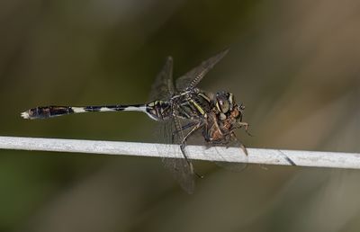 Slender Skimmer / Slanke oeverlibel