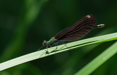 Beautiful demoiselle / Bosbeekjuffer (ssp. festiva)