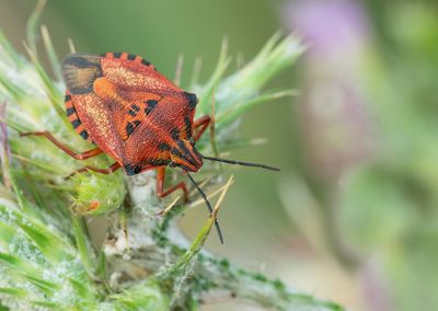 Carpocoris mediterraneus