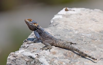 Starred agama / Hardoen