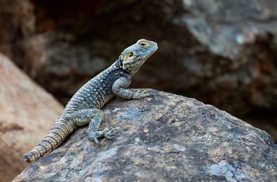 Starred agama / Hardoen