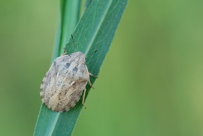 Eurygaster integriceps 