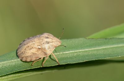 Eurygaster integriceps 