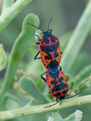 Eurydema spectabilis 