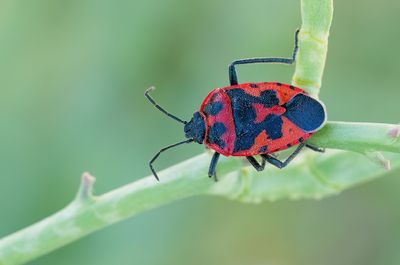 Eurydema spectabilis 