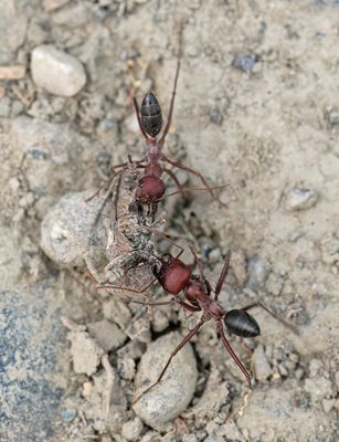 Cataglyphis nodus