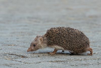 Southern white-breasted hedgehog / Witborstege