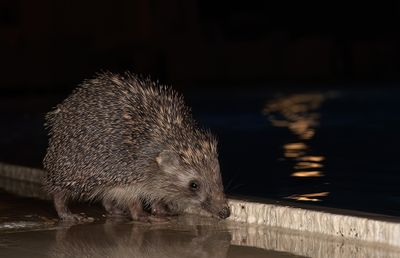 Southern white-breasted hedgehog / Witborstege