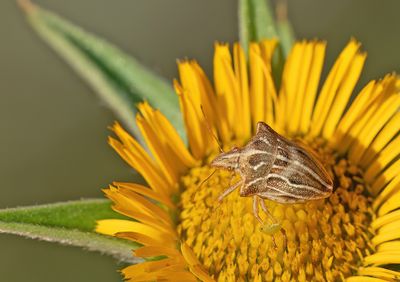 Ancyrosoma leucogrammes