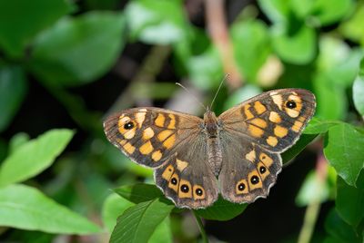 Speckled Wood / Bont zandoogje