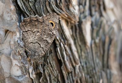 Freyer's grayling / Donkere heivlinder