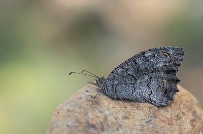 Freyer's grayling / Donkere heivlinder