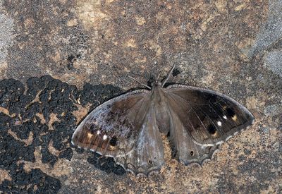 Freyer's grayling / Donkere heivlinder