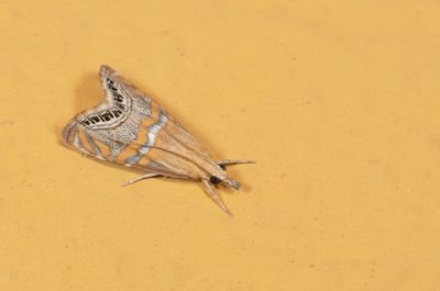 Euchromius bella