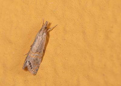 Euchromius ocellea