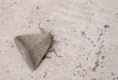 Clytie syriaca