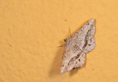 Chiasmia aestimaria / Tamariskspanner