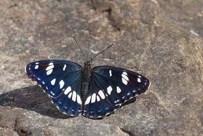 Southern White Admiral / Blauwe ijsvogelvlinder