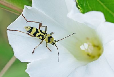 Chlorophorus varius / Kommawespenboktor