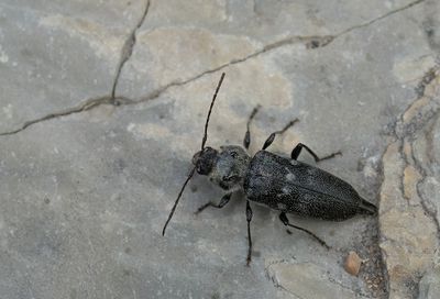 Hylotrupes bajulus / Huisboktor