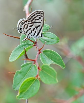 Little tiger blue / Klein christusdoornblauwtje