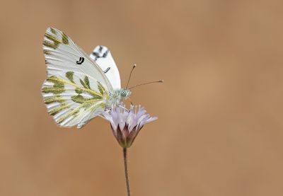 Lesser Bath white / Klein resedawitje