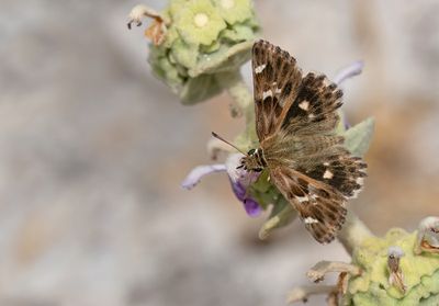 Muschampia stauderi / Woestijndikkopje