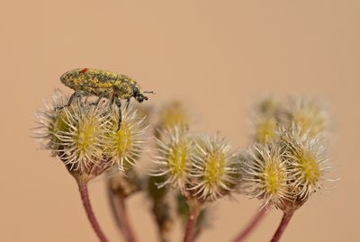 Rhinocyllus conicus