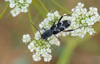 Chlorophorus sartor 