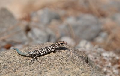 Pelasgian Rock Lizard / Anatololacerta pelasgiana