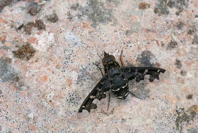 Exoprosopa jacchus