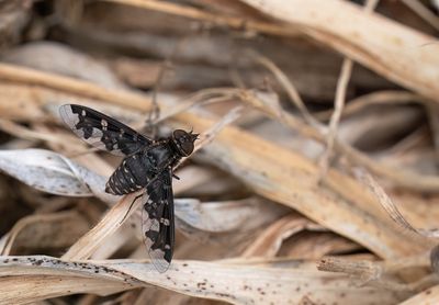 Exoprosopa jacchus