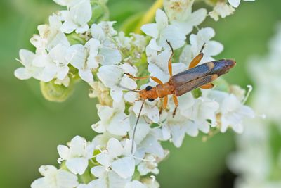 Oedemera natolica