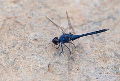 Indigo dropwing / Blauwe zonnewijzer