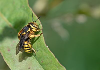 Anthidium florentinum