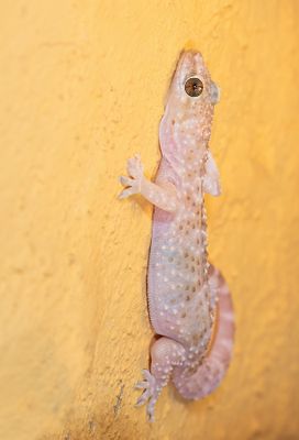 Turkish gecko / Europese tjitjak