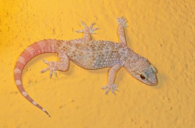 Turkish gecko / Europese tjitjak