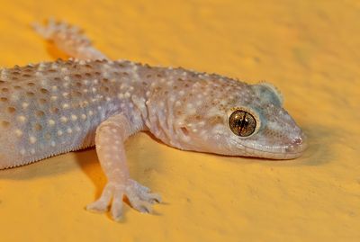 Turkish gecko / Europese tjitjak