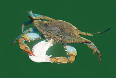 Callinectes sapidus / Blauwe zwemkrab
