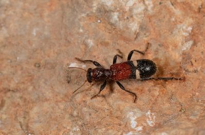Opilo taeniatus.jpg
