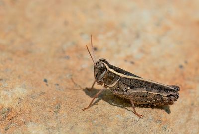 Italian locust / Rosevleugel 