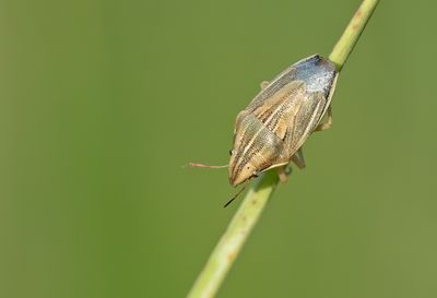 Aelia acuminata / Mijterschildwants 