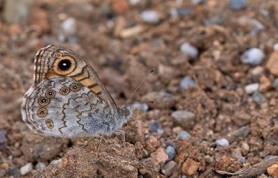 Wall Brown / Argusvlinder