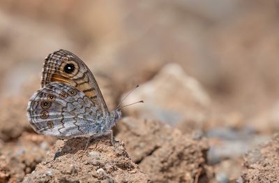 Wall Brown / Argusvlinder