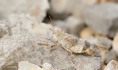 Oedipoda miniata / Paarsvleugelsprinkhaan