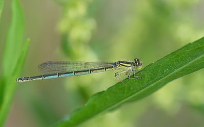 Goblet-marked Damselfly / Kanaaljuffer