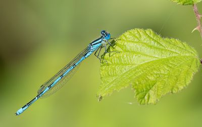 Goblet-marked Damselfly / Kanaaljuffer