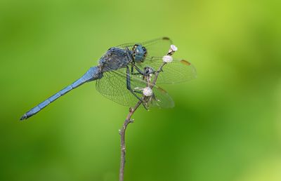 Keeled Skimmer / Beekoeverlibel (ssp Anceps)