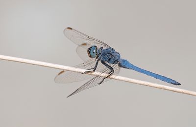 Keeled Skimmer / Beekoeverlibel (ssp Anceps)